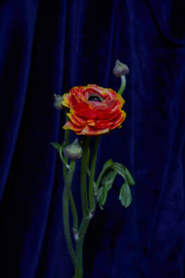 ISABELLA WITZANY-WOKALEK