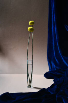 ISABELLA WITZANY-WOKALEK