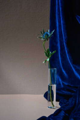 ISABELLA WITZANY-WOKALEK